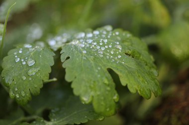 Su, doğadaki yeşil yapraklara düşer.