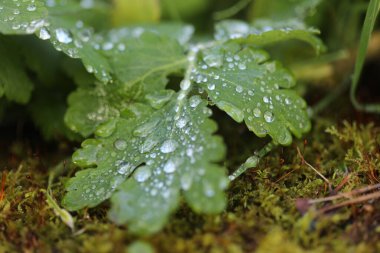 Bitkinin yapraklarının üzerine düşer. makro.