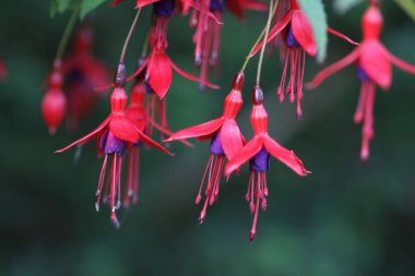 Güzel botanik fotoğrafı, doğal duvar kağıdı.