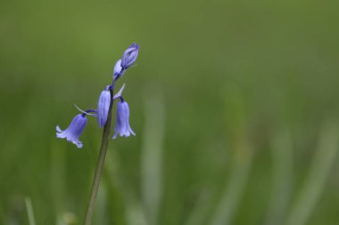 Kapalı - bir tarlada BlueBell çiçekleri.