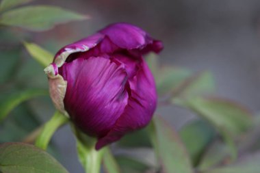 Güzel çiçeklerin manzarası, açık hava konsepti.
