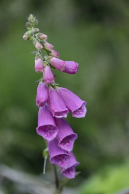 Bahçedeki güzel çiçekler