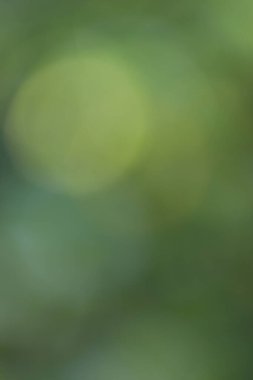 Yeşil yaprakların bulanık yeşil arkaplanı