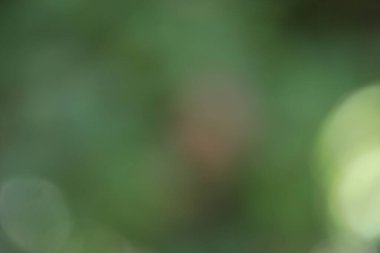 Yeşil doğalı soyut bir arkaplan, bokeh