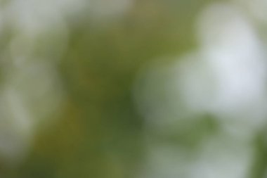 Bulanık arkaplan, yeşil yapraklar, bulanık arkaplan