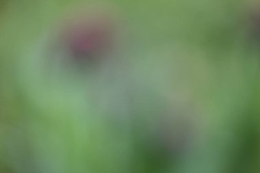 Bulanık doğal rengin soyut arkaplanı