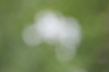 Yeşil yaprakların bulanık arkaplanı, Bokeh. Bokeh ile soyut arkaplan.