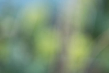 soyut bulanık doğa arkaplanı