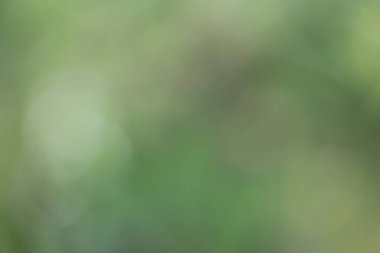 Yeşil yapraklı bulanık ve bulanık arkaplan