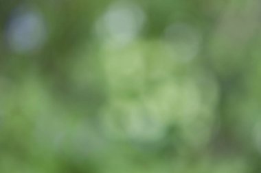 Bulanık yeşil yapraklar arka plan