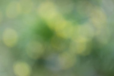 Odaklanmış yeşil bulanık arkaplan. Soyut doğa arkaplanı