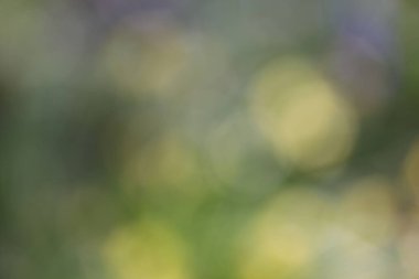 Yeşil yapraklar ve bulanık doğal ışık, doğal arkaplan gibi soyut arkaplan. Doğal bahar arka planı.