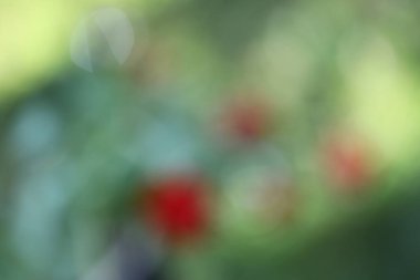 Çiçeklerin bulanık arkaplanı