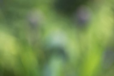 Arka plan bulanık. Bahçede bahar çiçekleri