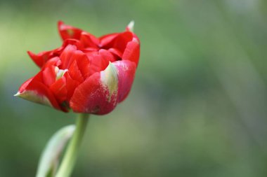 Bahçedeki güzel kırmızı lale