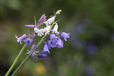 BlueBell çiçeği doğada