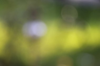 soyut bulanık yeşil arkaplan, dağılma, doğa, bokeh, gün ışığı, ışık, güneş.