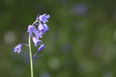 Doğada mavi çiçek, doğada bitki.