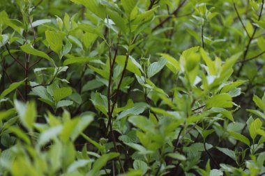 dal genç yeşil yaprakları