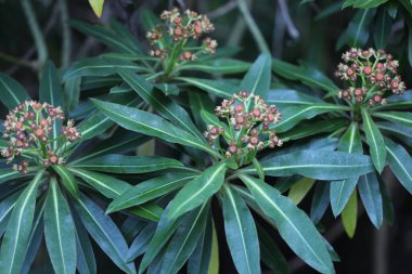 Gündüzleri büyüyen renk çiçeklerini kapat