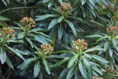 Güzel botanik çekimi, doğal desen.