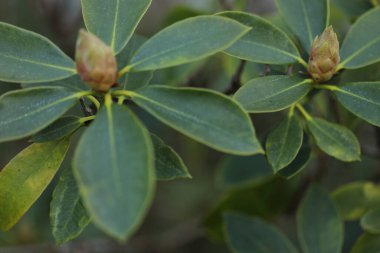doğa üzerinde yeşil yaprakları.