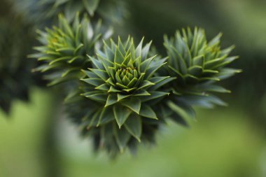 Bulanık arkaplanda güzel yeşil çam iğnelerinin görüntüsünü kapat.