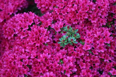 Bahçedeki çiçekler.