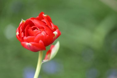 Bahçedeki kırmızı lale