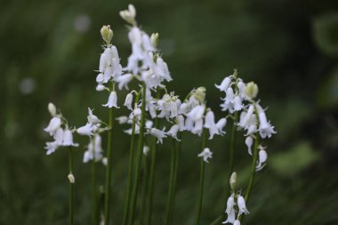 Yeşil arka planda beyaz çiçekler