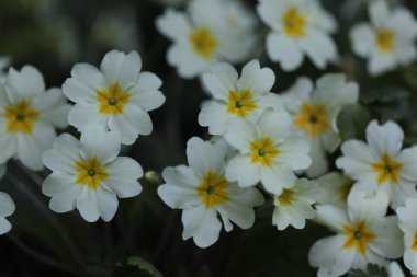 Bahçedeki güzel beyaz çiçekler
