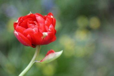 Bahçedeki kırmızı lale