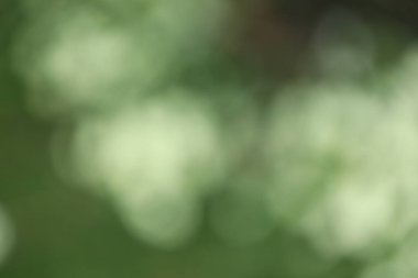 Yeşil doğa arka plan bulanık