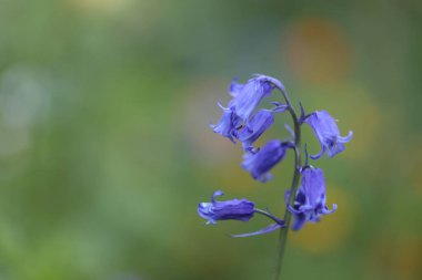 Mavi çiçekler kapanıyor.