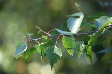 Bahçedeki yeşil ağaç yaprakları, sığ alan derinliğine dikkat edin.