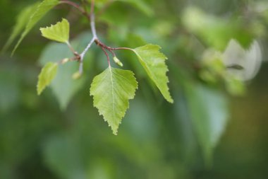 Ağaçtaki yeşil yapraklar