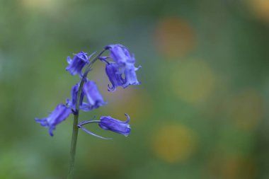 Bahçedeki güzel çiçekler