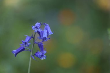 Bahçedeki mavi çiçek