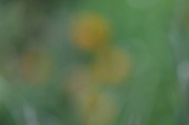 Bahçedeki güzel çiçekler