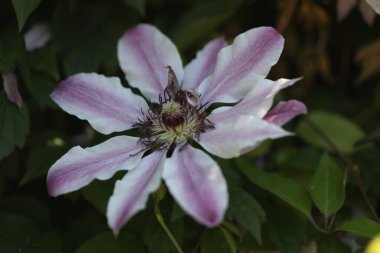 Clematis, Clemataceae familyasından bir çiçek türü. Bu oranın yerlisi.