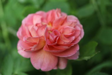 Güzel botanik fotoğrafı, doğal duvar kağıdı.