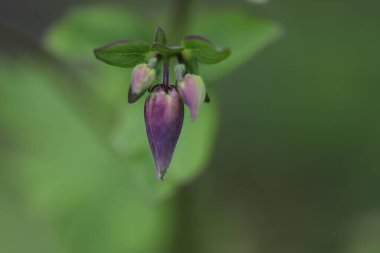 Güzel botanik fotoğrafı, doğal duvar kağıdı.
