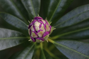 Güzel botanik fotoğrafı, doğal duvar kağıdı.