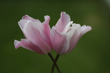 Bahçedeki pembe çiçek