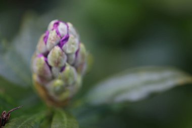 Güzel botanik fotoğrafı, doğal duvar kağıdı.