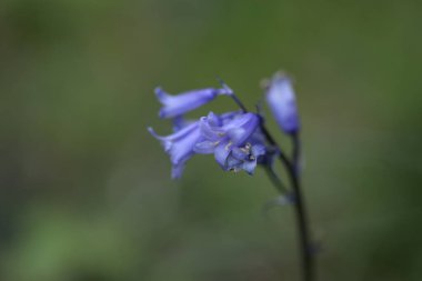 Bahçedeki güzel mavi çiçek