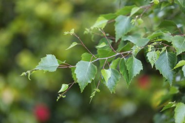 yeşil yapraklar, bitkiler ve yapraklar