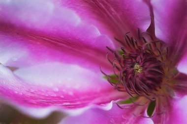 Güzel mor şakayık çiçeğinin yakın görüntüsü