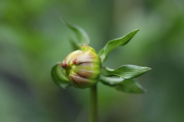 Bahçede yeşil yapraklar