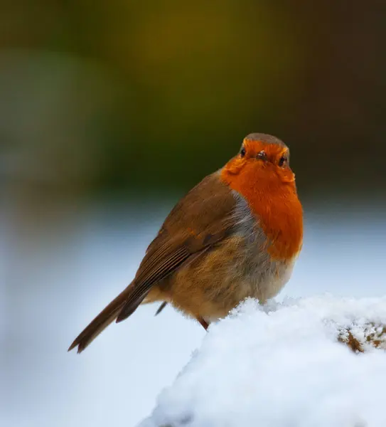 red robin on the snow